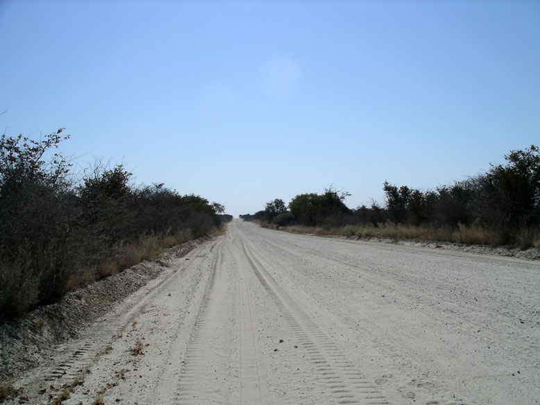 lapista a la reserva de Moremi